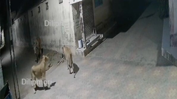 Watch | Bull drives off two lioness in Gujarat village, video goes viral