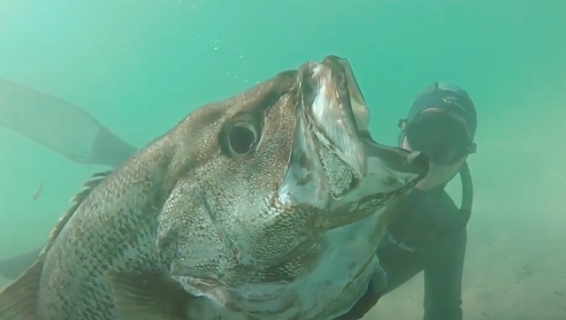 Watch | Spearfisherman encounters huge white shark, see what happens next here Watch | Spearfisherman encounters huge white shark, see what happens next here