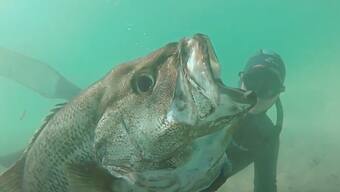 Watch | Spearfisherman encounters huge white shark, see what happens next here