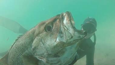 Watch | Spearfisherman encounters huge white shark, see what happens next here