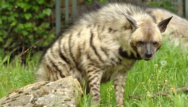 Rare striped hyena spotted in Delhi's Asola Sanctuary after 2015: Officials Rare striped hyena spotted in Delhi's Asola Sanctuary after 2015: Officials