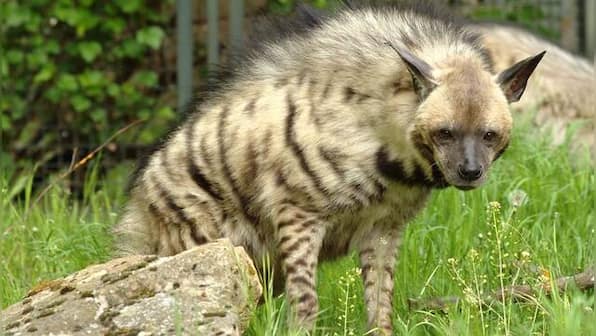 Rare striped hyena spotted in Delhi's Asola Sanctuary after 2015: Officials