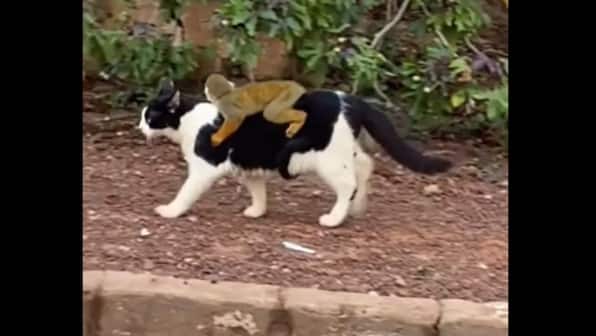 'CaTaxi!' Video of cat carrying monkey on its back wins hearts; watch viral clip here