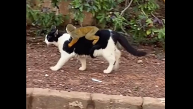 'CaTaxi!' Video of cat carrying monkey on its back wins hearts; watch viral clip here 'CaTaxi!' Video of cat carrying monkey on its back wins hearts; watch viral clip here