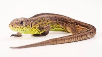 Lizard travels over 7,000 kilometres from Florida to UK in luggage of tourist