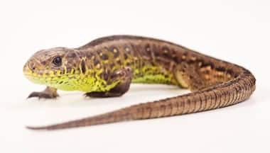 Lizard travels over 7,000 kilometres from Florida to UK in luggage of tourist