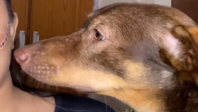 Dog ‘learns’ to apply false eyelashes from owner; watch viral video here