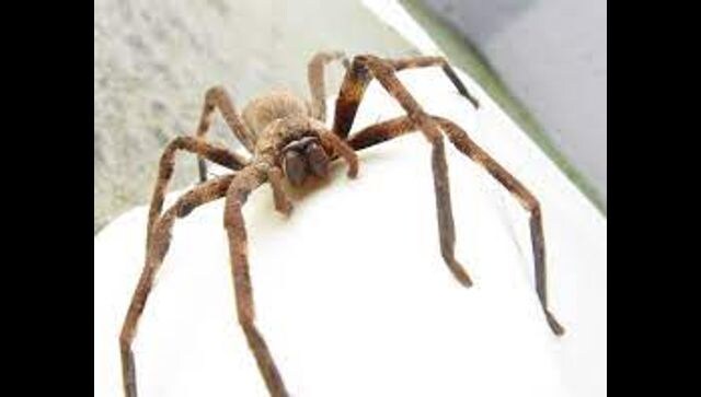 Australia: Family finds massive huntsman spider hiding inside shoe; watch video here Australia: Family finds massive huntsman spider hiding inside shoe; watch video here