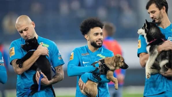 Watch: Russian football players win hearts after walking on field with shelter dogs