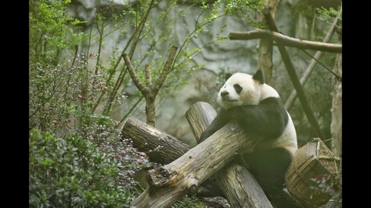 China: Giant panda escapes zoo enclosure; watch viral clip to know what his ‘Prison Break’ went