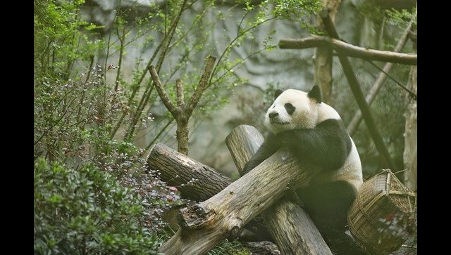 China: Giant panda escapes zoo enclosure; watch viral clip to know what his ‘Prison Break’ went China: Giant panda escapes zoo enclosure; watch viral clip to know what his ‘Prison Break’ went