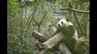 China: Giant panda escapes zoo enclosure; watch viral clip to know what his ‘Prison Break’ went
