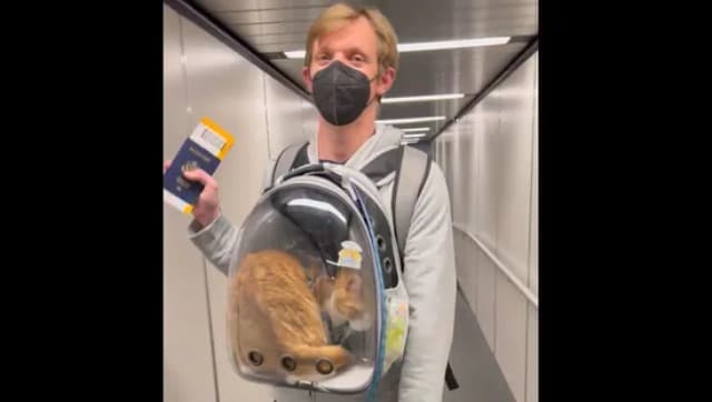 Pria naik pesawat dengan kucing peliharaan di dalam tas, lihat video viral di sini
