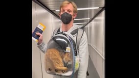 Watch | Man boards flight with pet cat in bag, see viral video here