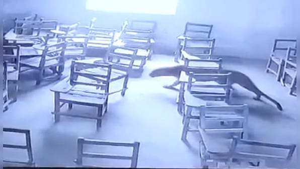 Leopard enters college in Aligarh, locked up after attacking student; watch video here