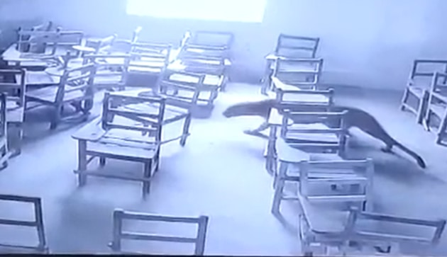 Leopard enters college in Aligarh, locked up after attacking student; watch video here Leopard enters college in Aligarh, locked up after attacking student; watch video here
