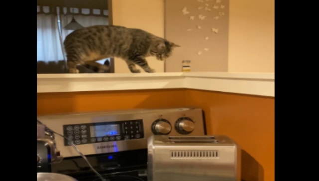 Cat gets scared while inspecting toaster; watch hilarious video here Cat gets scared while inspecting toaster; watch hilarious video here