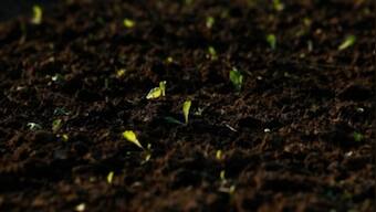 World Soil Day 2021: All you need to know about the history and campaign this year