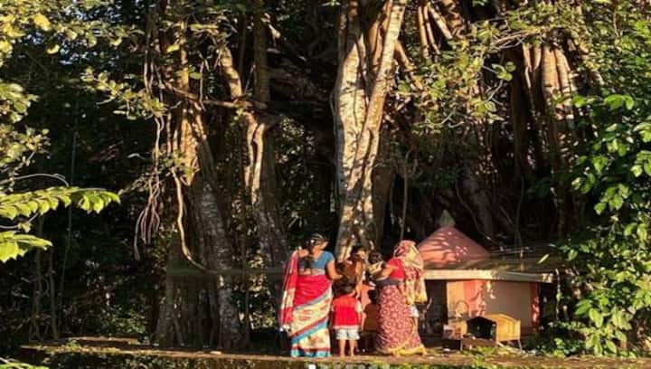 Goa Banyan Project: Environmental engineer Sanober Durrani's attempt to protect the trees through social capital and Instagram