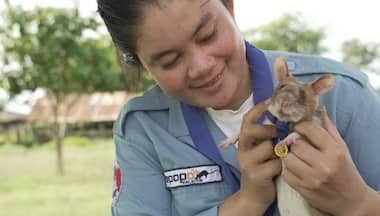 Cambodia’s famous landmine-hunting rat passes away peacefully at age eight