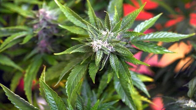 ¿Puede el cannabis prevenir el COVID-19?  Tal vez, pero he aquí por qué fumar marihuana no ayudará