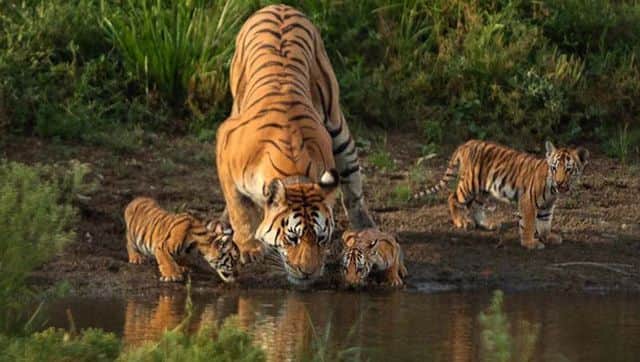 The tigress, also known as T-15, had given birth to 29 cubs in eight litters during eleven years. Image Courtesy: @ParveenKaswan