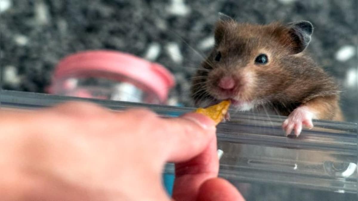 Explained: Hong Kong’s hamster cull and why animal lovers are up in arms