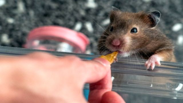 Explained: Hong Kong’s hamster cull and why animal lovers are up in arms Explained: Hong Kong’s hamster cull and why animal lovers are up in arms