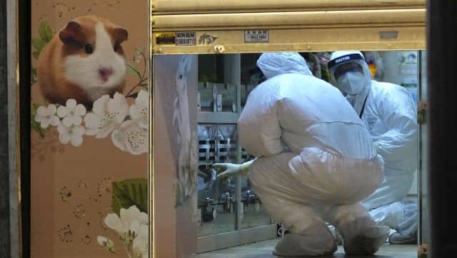 Staff members from Agriculture, Fisheries and Conservation Department investigate in a pet shop closed after some pet hamsters authorities said, tested positive for the coronavirus, in Hong Kong. AP