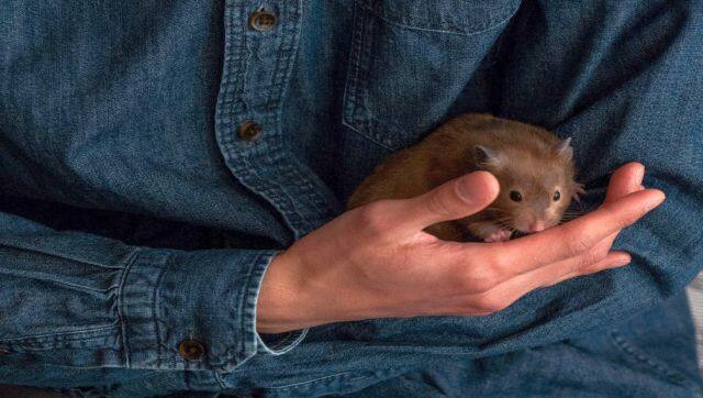 A hamster lover holds on to the small animal as Hong Kong orders a cull of them. AFP