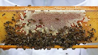 Why over 10,000 bees 'joining' a protest in Chile's Santigao has created such a buzz