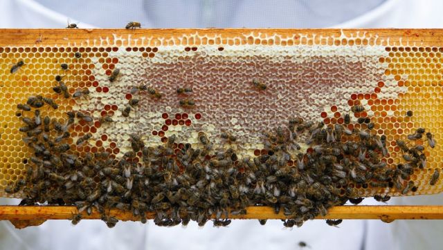 Why over 10,000 bees 'joining' a protest in Chile's Santigao has created such a buzz Why over 10,000 bees 'joining' a protest in Chile's Santigao has created such a buzz