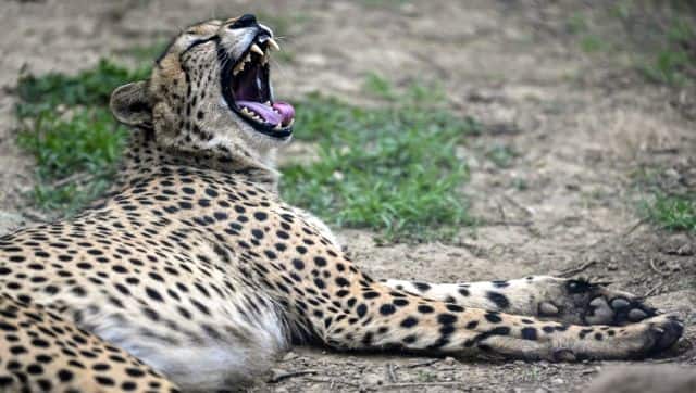 Efforts to reintroduce cheetahs into India have been on since 2009. AFP