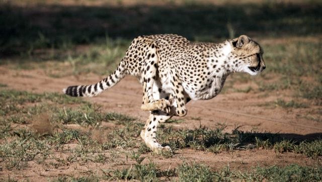 India set to be home of cheetahs after 70 years: Kuno-Palpur National ...