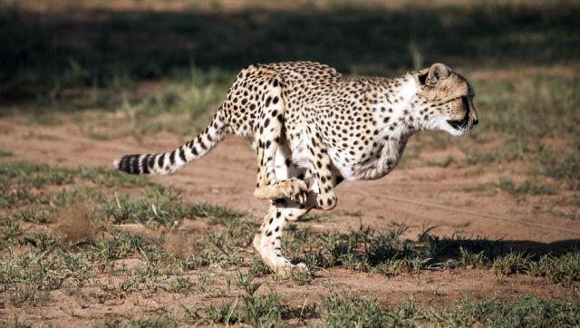 India set to be home of cheetahs after 70 years: Kuno-Palpur National Park ready to welcome nearly 15 of them India set to be home of cheetahs after 70 years: Kuno-Palpur National Park ready to welcome nearly 15 of them