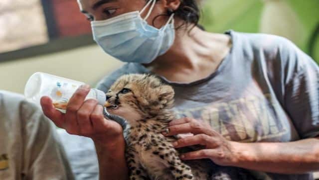 The reintroduction of cheetahs is not an easy task and comes with many risks. AFP 