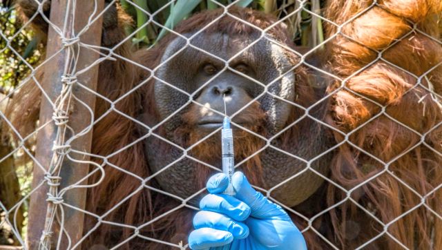 World Veterinary Day 2022: History, theme and significance World Veterinary Day 2022: History, theme and significance