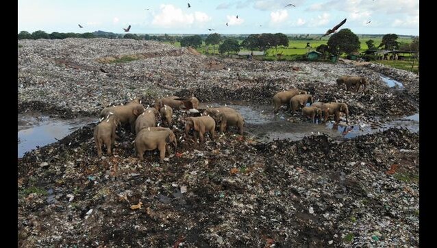 Elephants dying from eating plastic waste in Sri Lankan dump