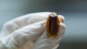 New Zealand man shocked to find cockroach living in his ear for 3 days, shares ordeal online