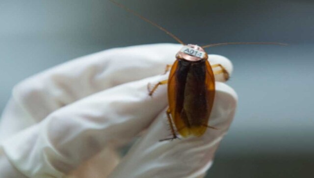 Customer complaint leads to discovery of massive cockroach infestation at Florida restaurant Customer complaint leads to discovery of massive cockroach infestation at Florida restaurant