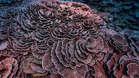 Giant coral reef discovered off Tahiti: Why discovery is important, what it means for the environment
