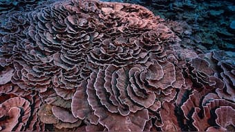 Giant coral reef discovered off Tahiti: Why discovery is important, what it means for the environment