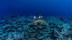 The reef is thought to be one of the largest found at such depths and seems untouched by climate change or human activities. AP