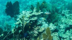 Dead coral sit on the ocean bed in the Straits of Florida near Key Largo, Florida, on September 23, 2021. AFP