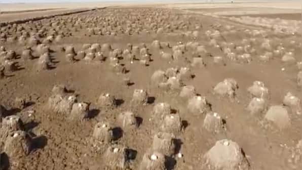 Watch: Flamingoes’ nesting area in Rann of Kutch amazes social media users, see viral video here