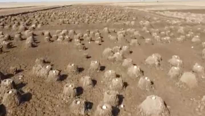 Watch: Flamingoes’ nesting area in Rann of Kutch amazes social media users, see viral video here