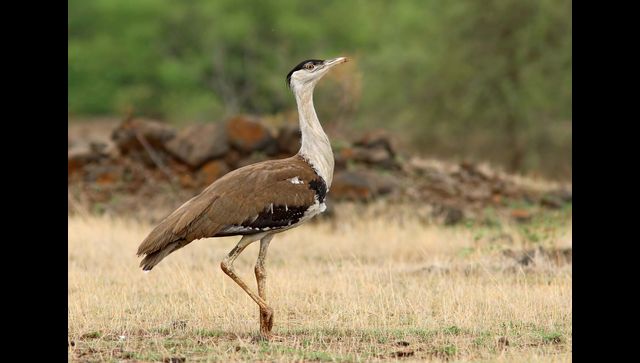 How once in the race of being India's national bird, Great Indian Bustard  is today fighting for survival
