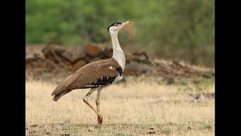 How once in the race of being India’s national bird, Great Indian Bustard is today fighting for survival