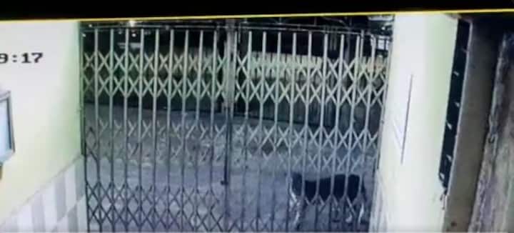 Leopard roams freely outside Mumbai colony, watch videos here