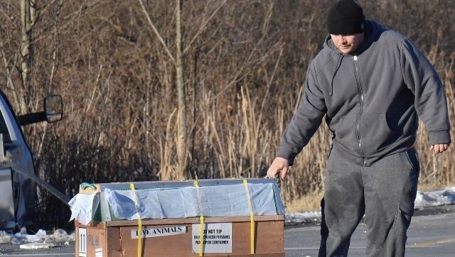 Several lab monkeys escape after trailer crash on Pennsylvania highway, all caught after search operation Several lab monkeys escape after trailer crash on Pennsylvania highway, all caught after search operation